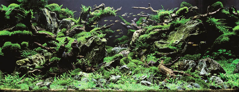 24 lee do jae korea The Top 25 Ranked Freshwater Aquariums in the World