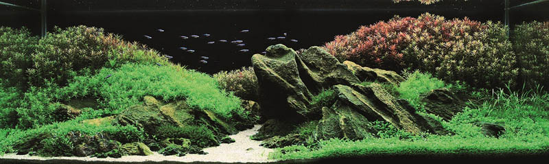 3 silver award xuan thuy nguen thi vietnam The Top 25 Ranked Freshwater Aquariums in the World