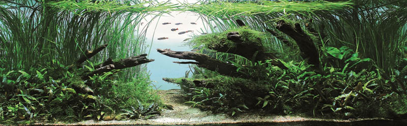 7 bronze award gregory polishchuk ukraine The Top 25 Ranked Freshwater Aquariums in the World