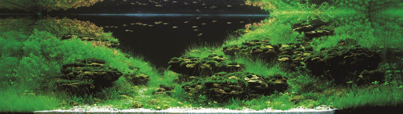 8 long tran hoang vietnam The Top 25 Ranked Freshwater Aquariums in the World