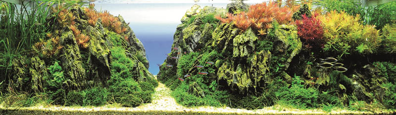 9 kpwong hong kong The Top 25 Ranked Freshwater Aquariums in the World