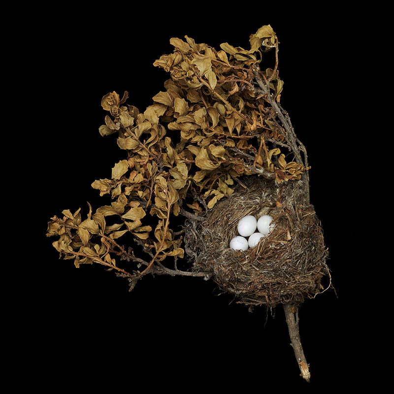 american goldfinch sharon beals 25 Stunning Photographs of Birds Nests