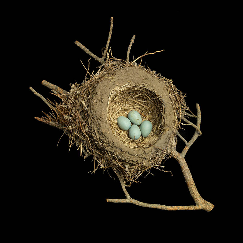 american robins nest sharon beals The Giant Communal Bird Nests of Sociable Weavers