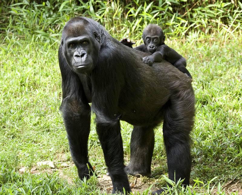 baby gorilla with mother 25 Remarkable Photographs of Gorillas