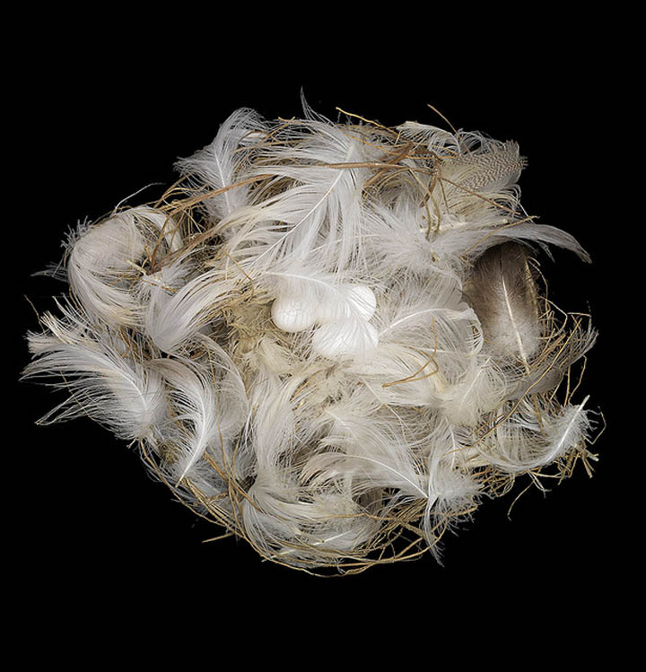 bank swallow nest sharon beals 25 Stunning Photographs of Birds Nests