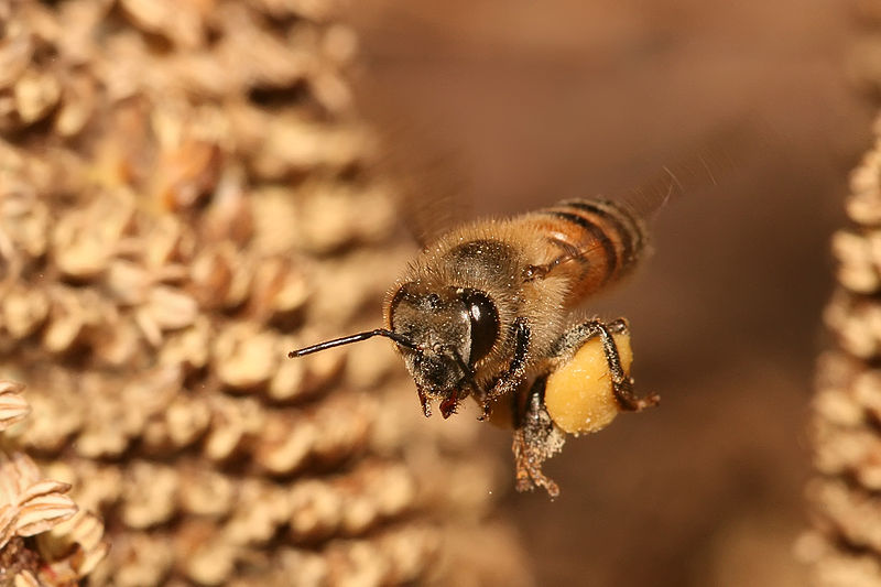 bee carrying pollen back to hive Picture of the Day: Honey, Im Home!