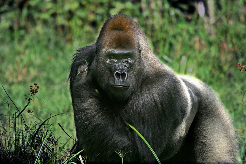 big gorilla 25 Remarkable Photographs of Gorillas