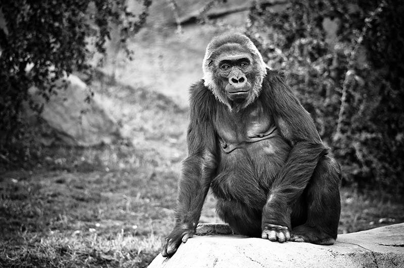 black and white gorilla 25 Remarkable Photographs of Gorillas