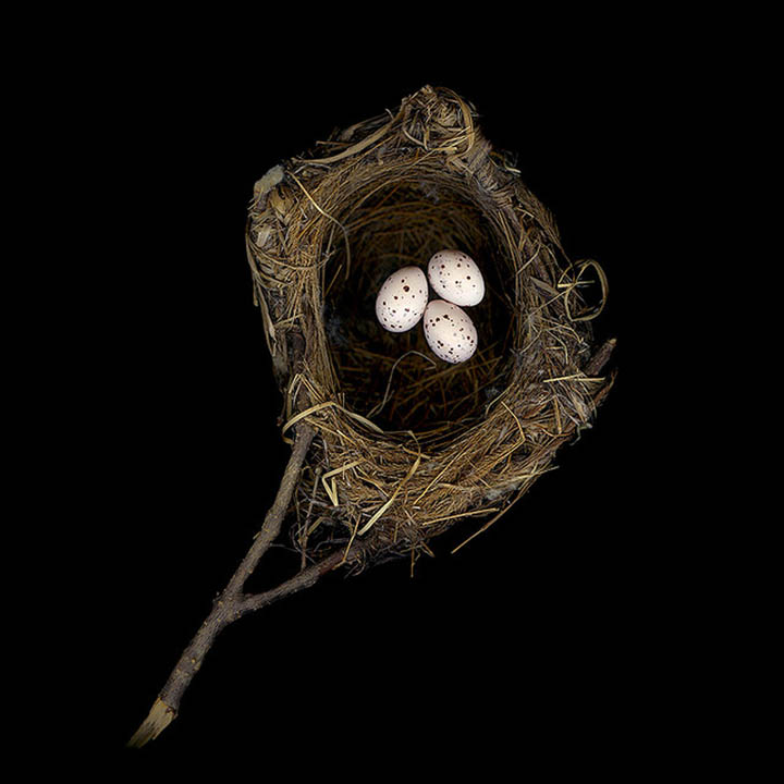 black naped oriole sharon beals 25 Stunning Photographs of Birds Nests