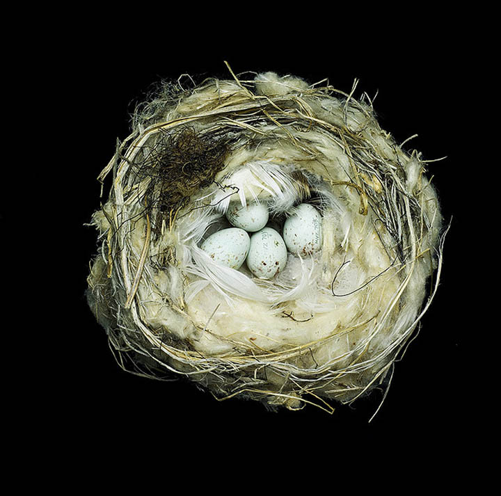 carduelis hornemanni exilipes sharon beals 25 Stunning Photographs of Birds Nests