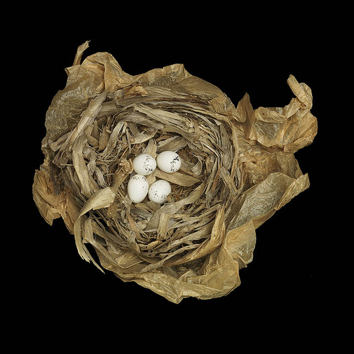 common yellow throat sharon beals 25 Stunning Photographs of Birds Nests
