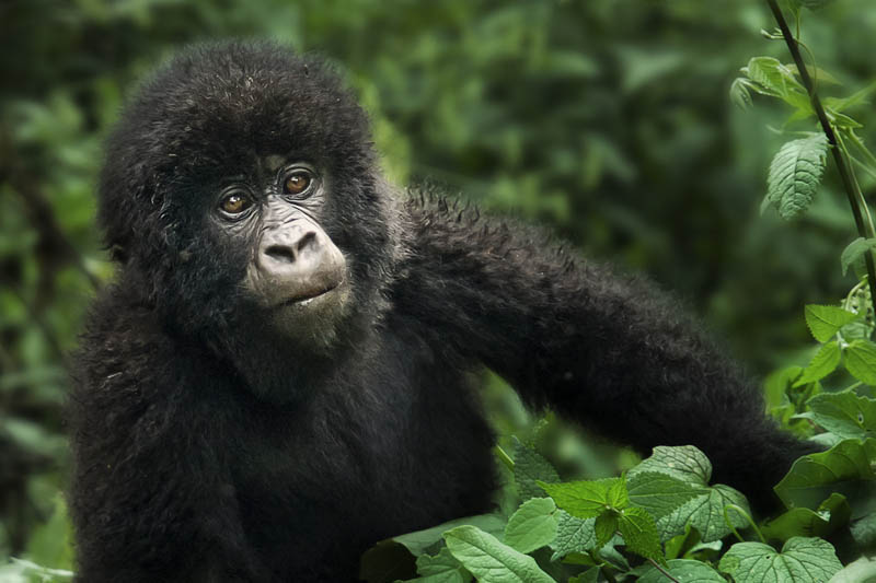 cute baby gorilla 25 Remarkable Photographs of Gorillas
