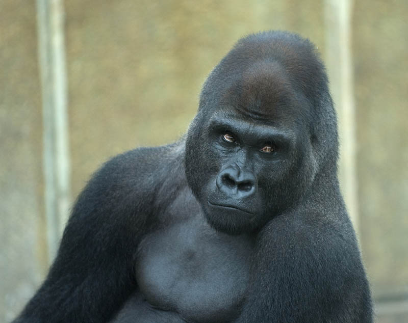 funny gorilla face 25 Remarkable Photographs of Gorillas