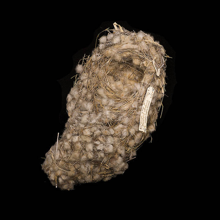 galapagos finch nest sharon beals 25 Stunning Photographs of Birds Nests