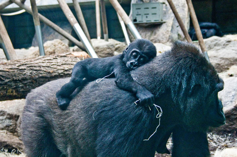 gorilla and baby 25 Remarkable Photographs of Gorillas
