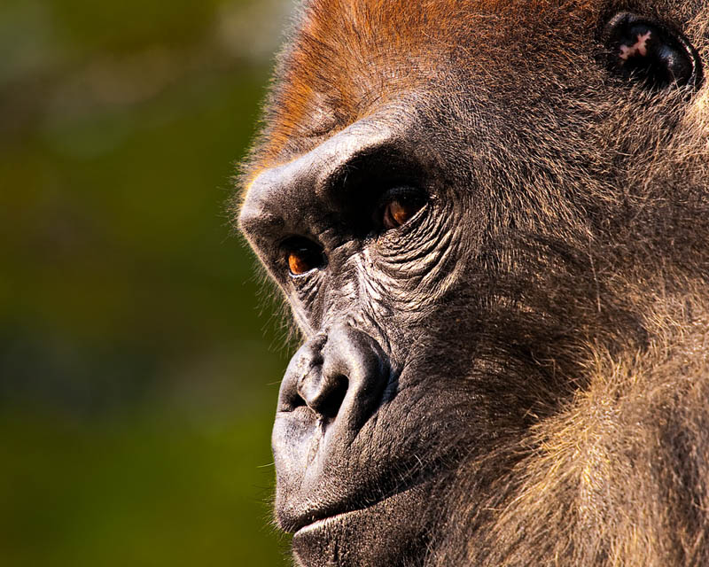 gorilla face close up 25 Remarkable Photographs of Gorillas