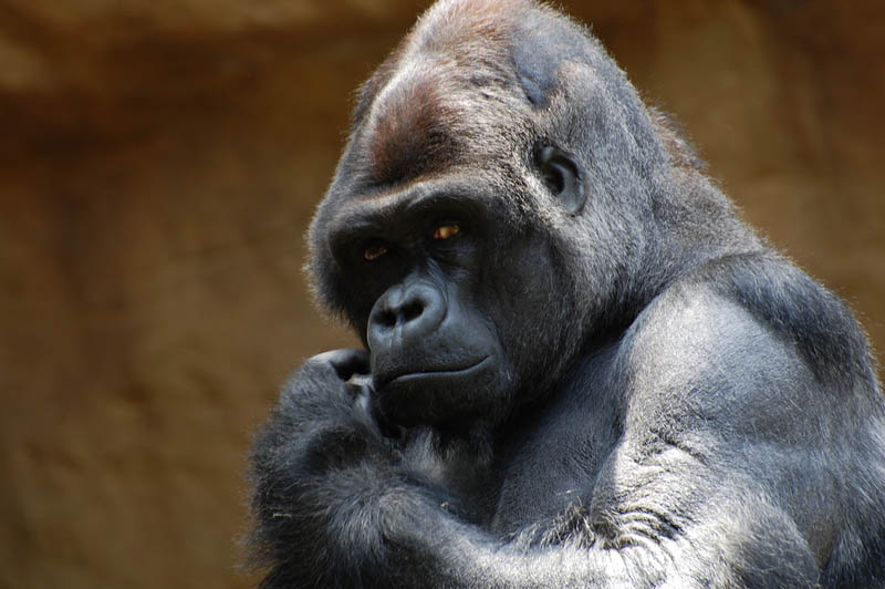gorilla face 25 Remarkable Photographs of Gorillas