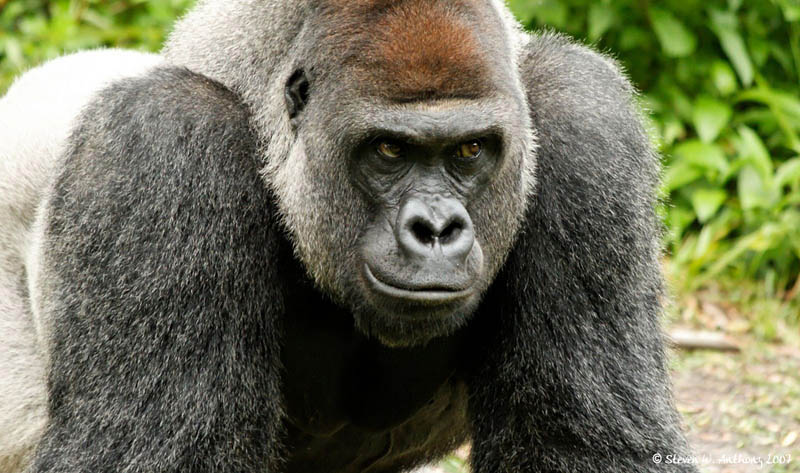 gorilla front 25 Remarkable Photographs of Gorillas