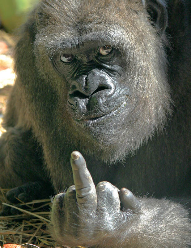 gorilla giving the middle finger 25 Remarkable Photographs of Gorillas