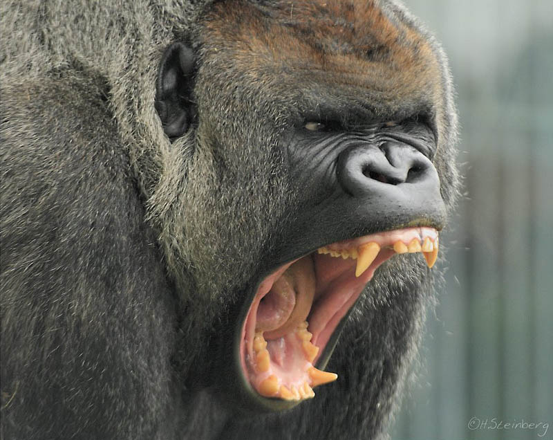 gorilla growling 25 Remarkable Photographs of Gorillas