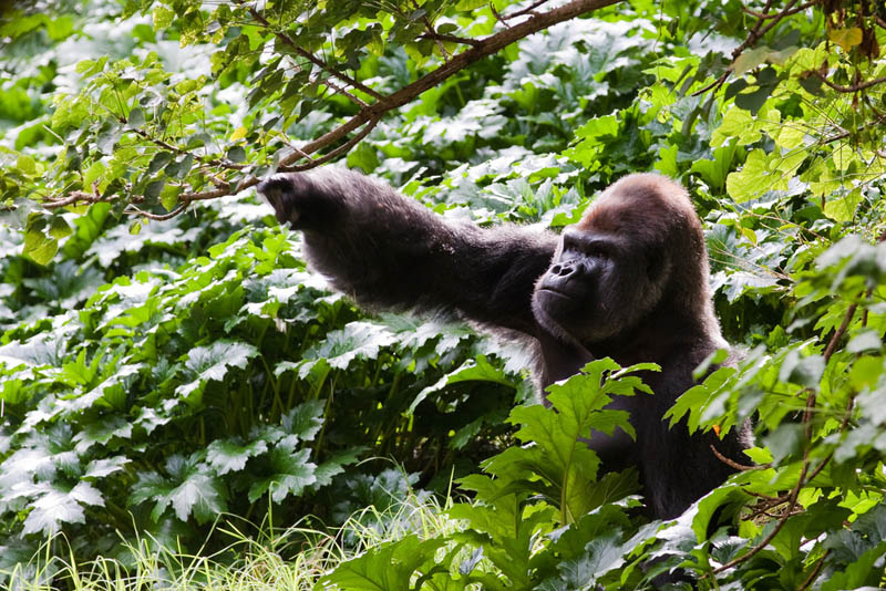 gorilla in forest 25 Remarkable Photographs of Gorillas