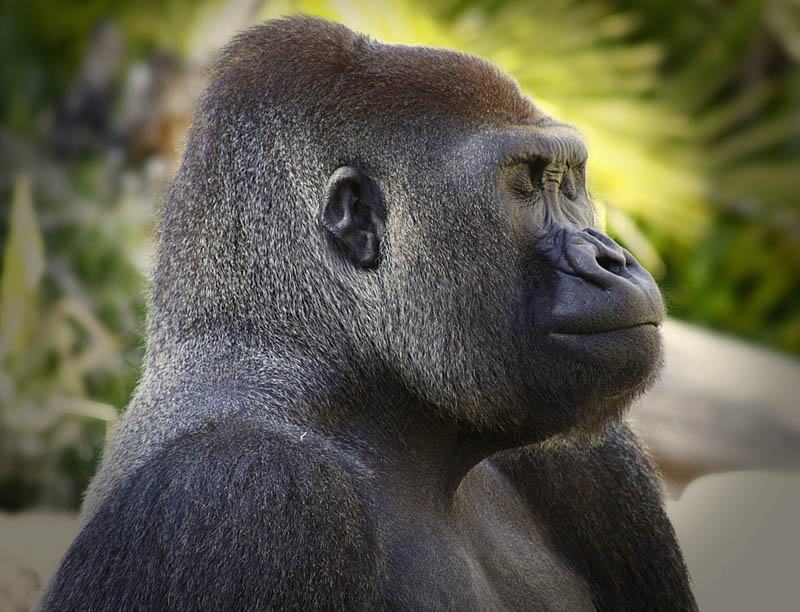 gorilla profile 25 Remarkable Photographs of Gorillas
