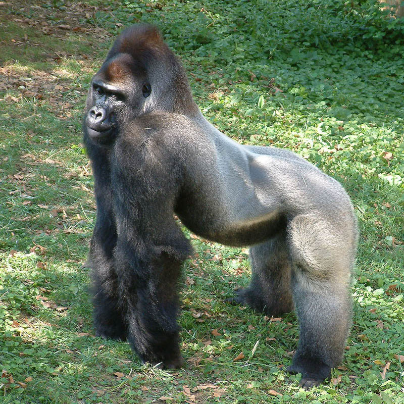 gorilla standing 25 Remarkable Photographs of Gorillas