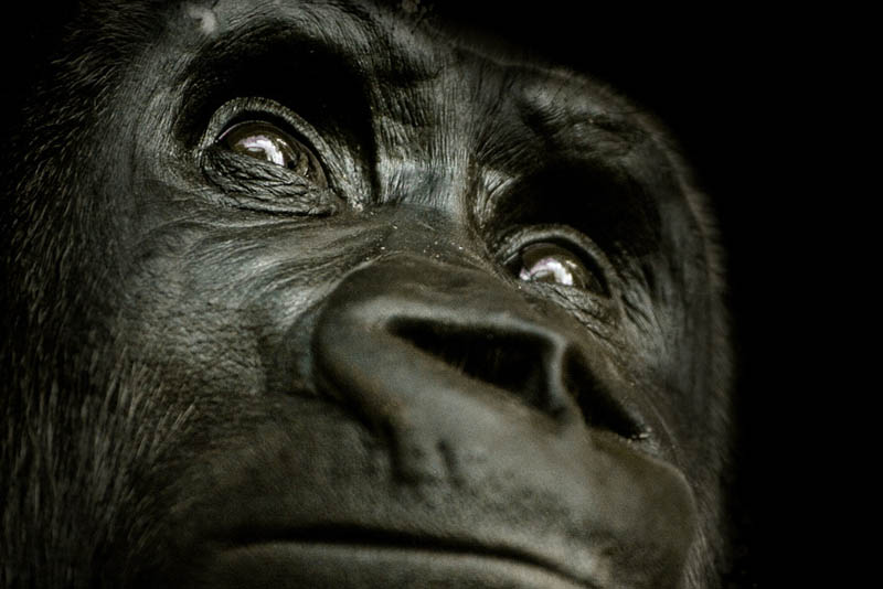 gorilla thinking 25 Remarkable Photographs of Gorillas