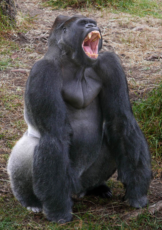 gorilla yawning 25 Remarkable Photographs of Gorillas