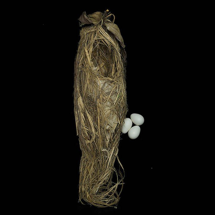 green broadbill sharon beals 25 Stunning Photographs of Birds Nests