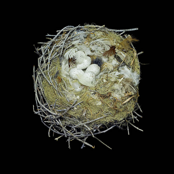 grey jay sharon beals 25 Stunning Photographs of Birds Nests
