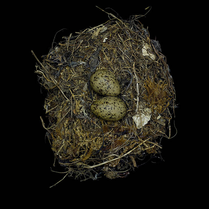 larus occidentalis sharon beals 25 Stunning Photographs of Birds Nests
