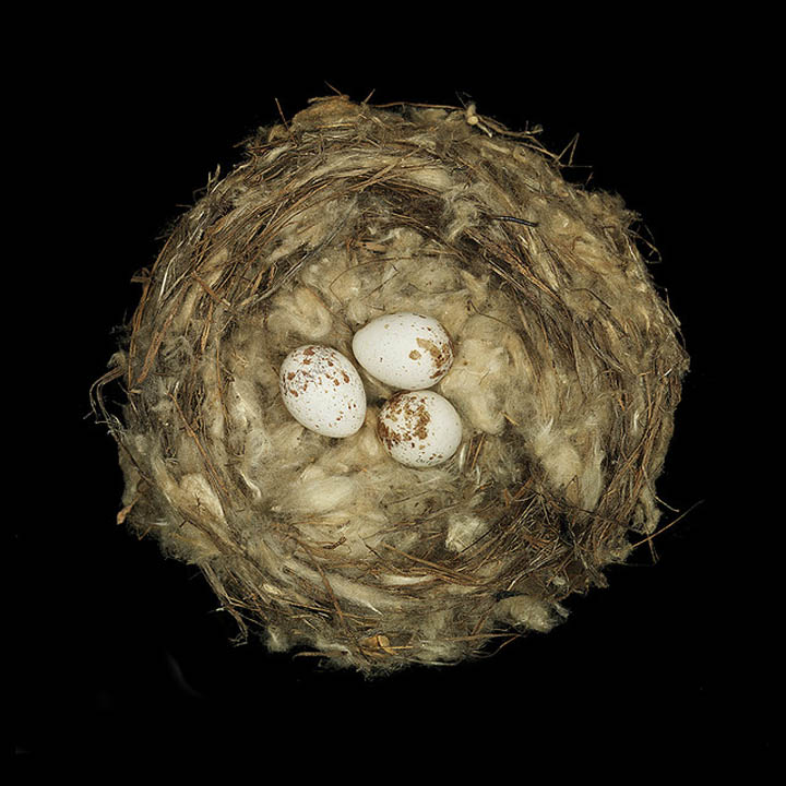 magnolia warbler nest sharon beal 25 Stunning Photographs of Birds Nests