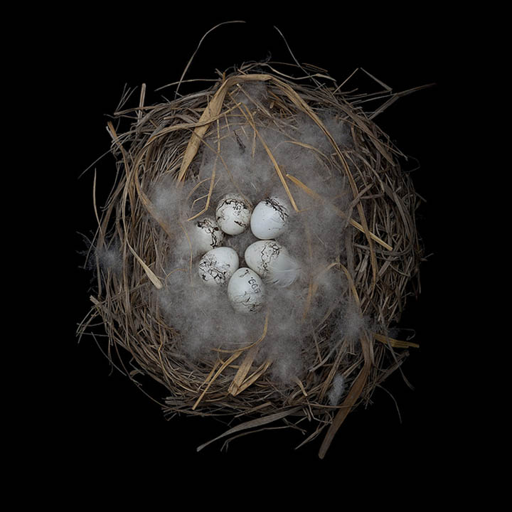 meadow bunting sharon beals 25 Stunning Photographs of Birds Nests