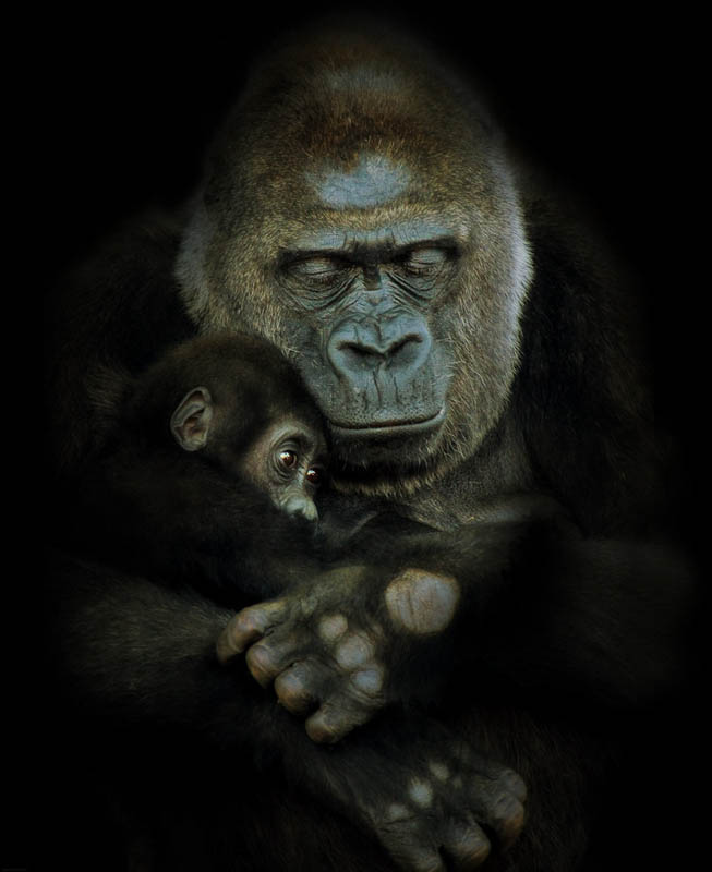 mother and child gorilla 25 Remarkable Photographs of Gorillas