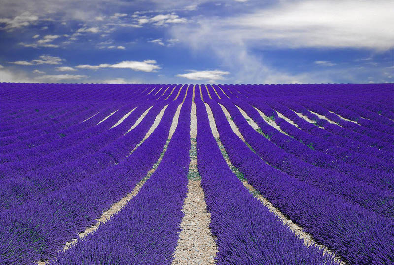 purple lavender field provence france Picture of the Day: Fields of Lavender in Provence, France