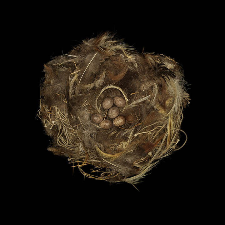 rock sparrow sharon beals 25 Stunning Photographs of Birds Nests