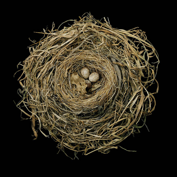 song sparrow sharon beals 25 Stunning Photographs of Birds Nests