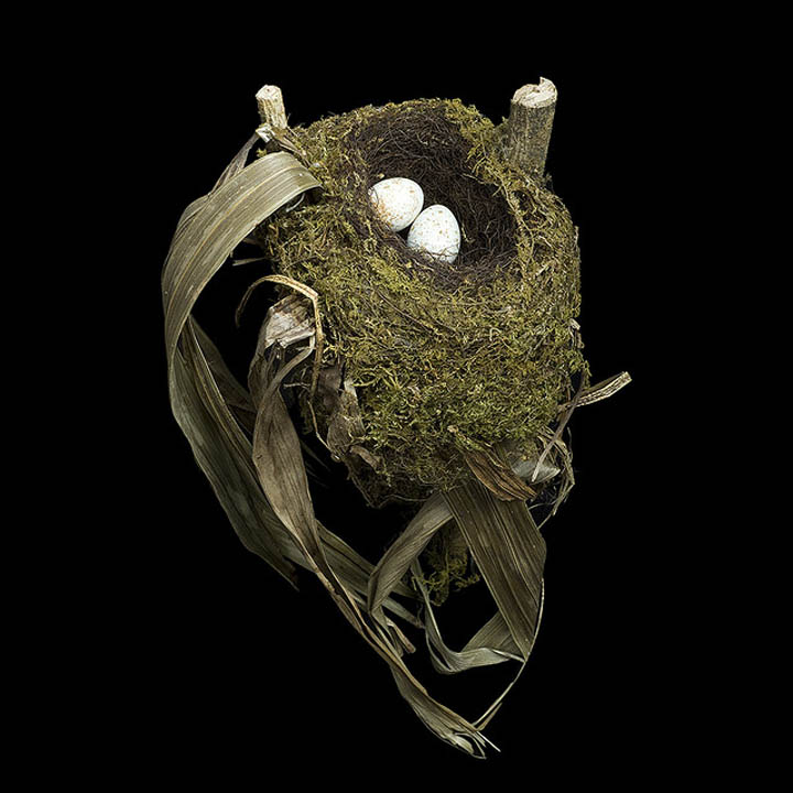 spotted nightingale thrush sharon beals 25 Stunning Photographs of Birds Nests