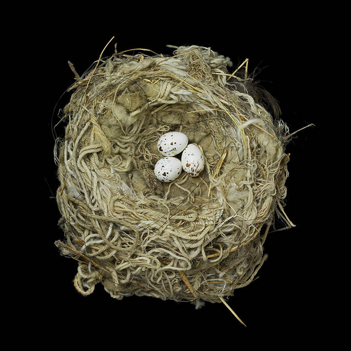 tryrannus verticalis sharon beals 25 Stunning Photographs of Birds Nests