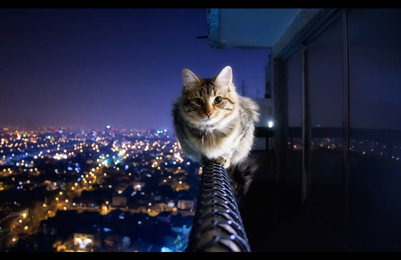 cat siting on ledge of balcony Picture of the Day: Courageous Kitty
