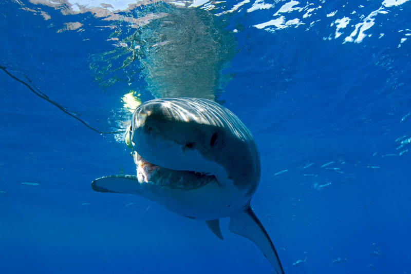 great white shark 13 The Great White Shark: Masters of the Sea [20 pics]