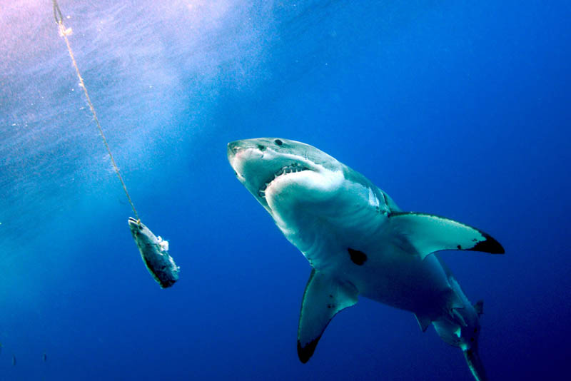 great white shark 14 The Great White Shark: Masters of the Sea [20 pics]