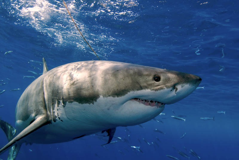 great white shark 16 The Great White Shark: Masters of the Sea [20 pics]