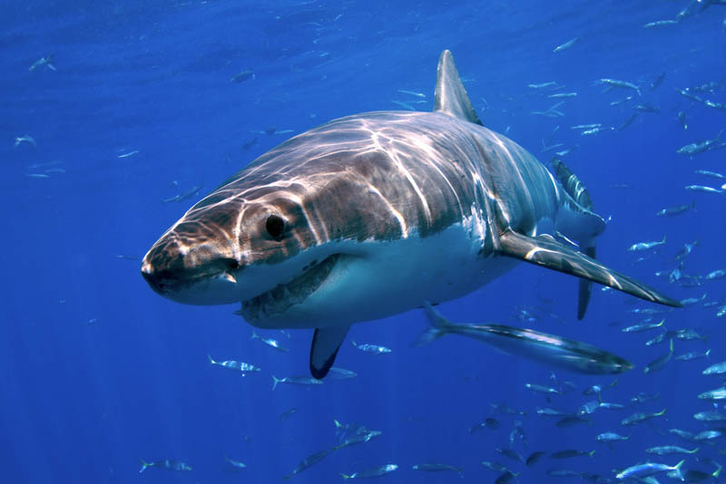 great white shark 17 The Great White Shark: Masters of the Sea [20 pics]