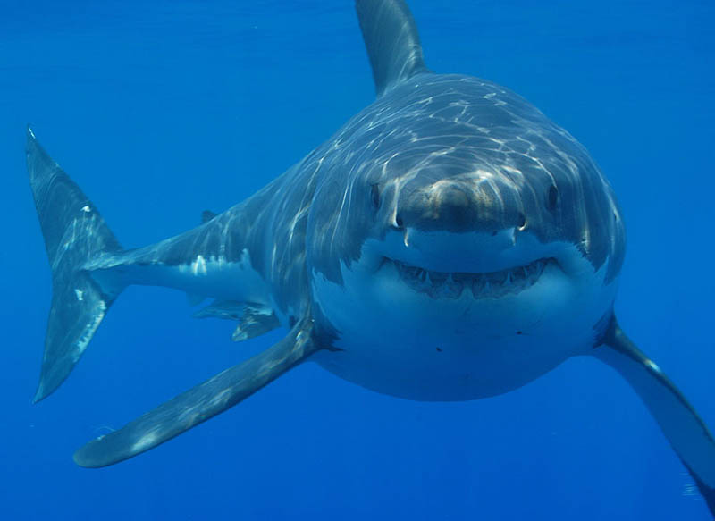 great white shark 20 The Great White Shark: Masters of the Sea [20 pics]