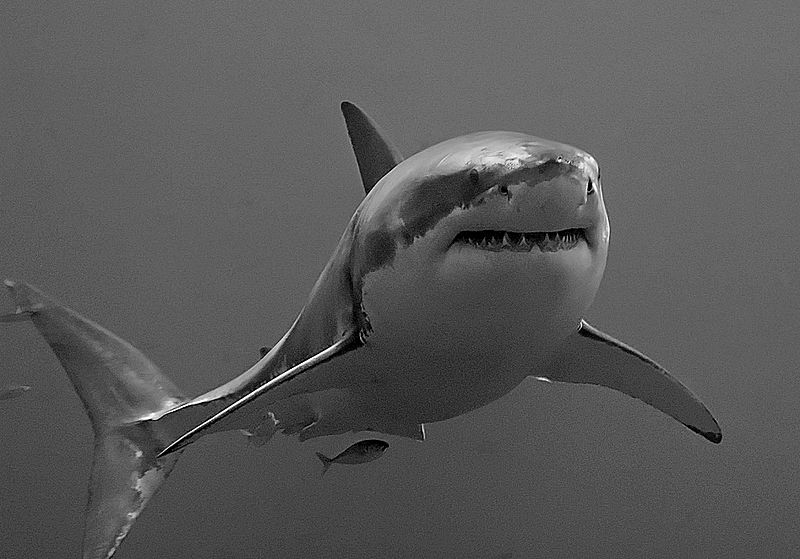 great White shark black and white
