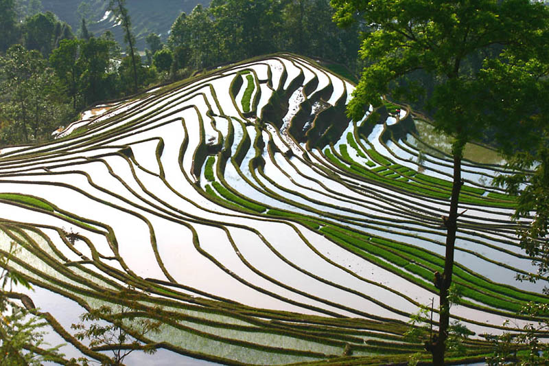 rice terraces 14 25 Unbelievable Photographs of Rice Terraces