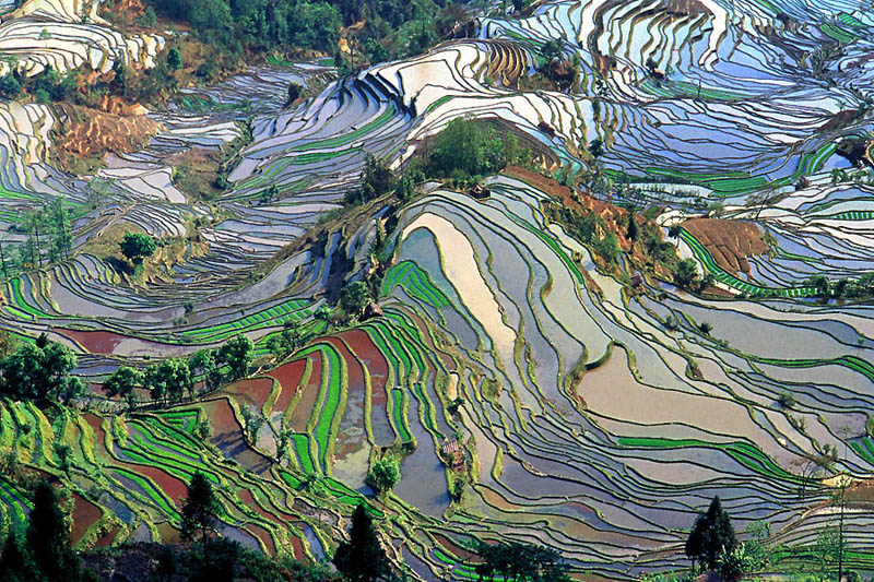 rice terraces 2 25 Unbelievable Photographs of Rice Terraces