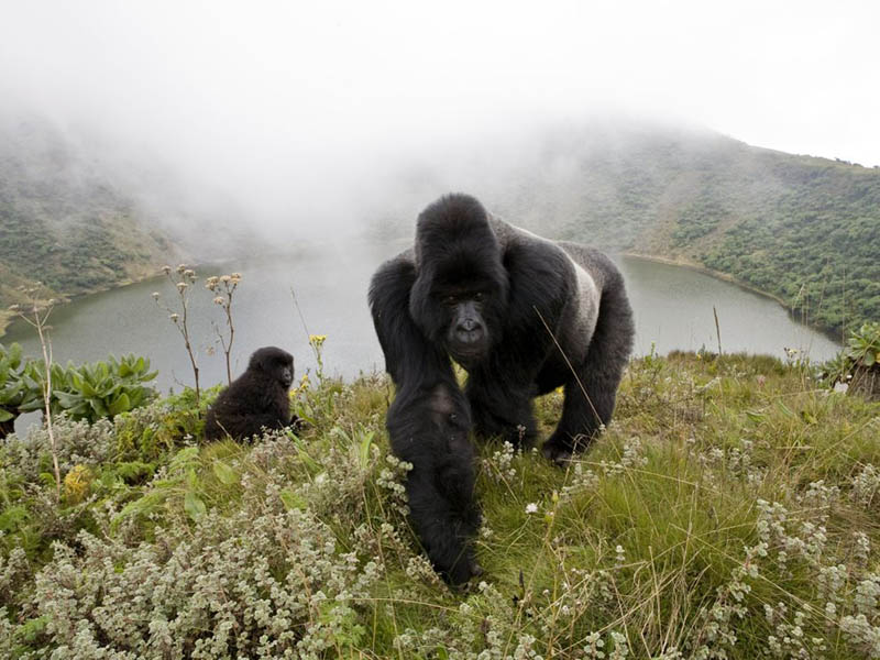 silverback gorillas in the mist Picture of the Day: Gorillas in the Mist